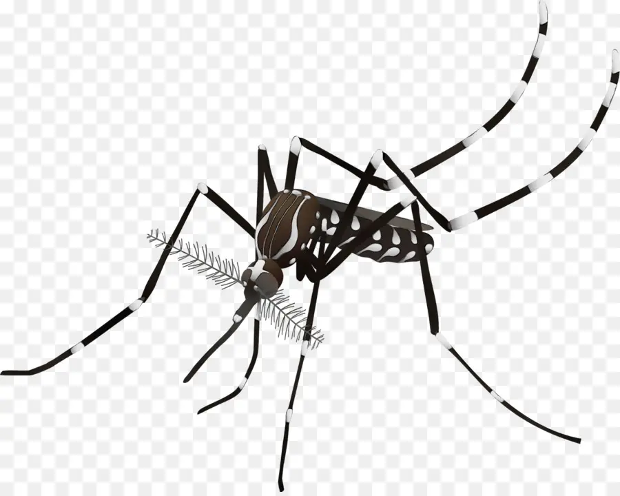 Mosquito，A Dengue PNG