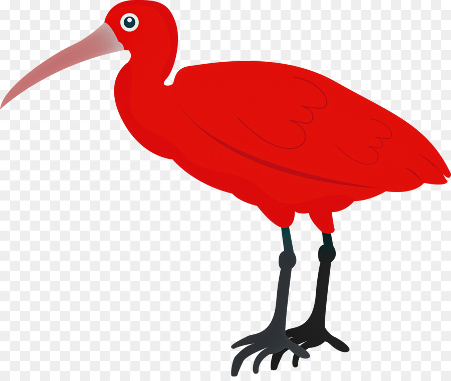 Ibis，Aves PNG