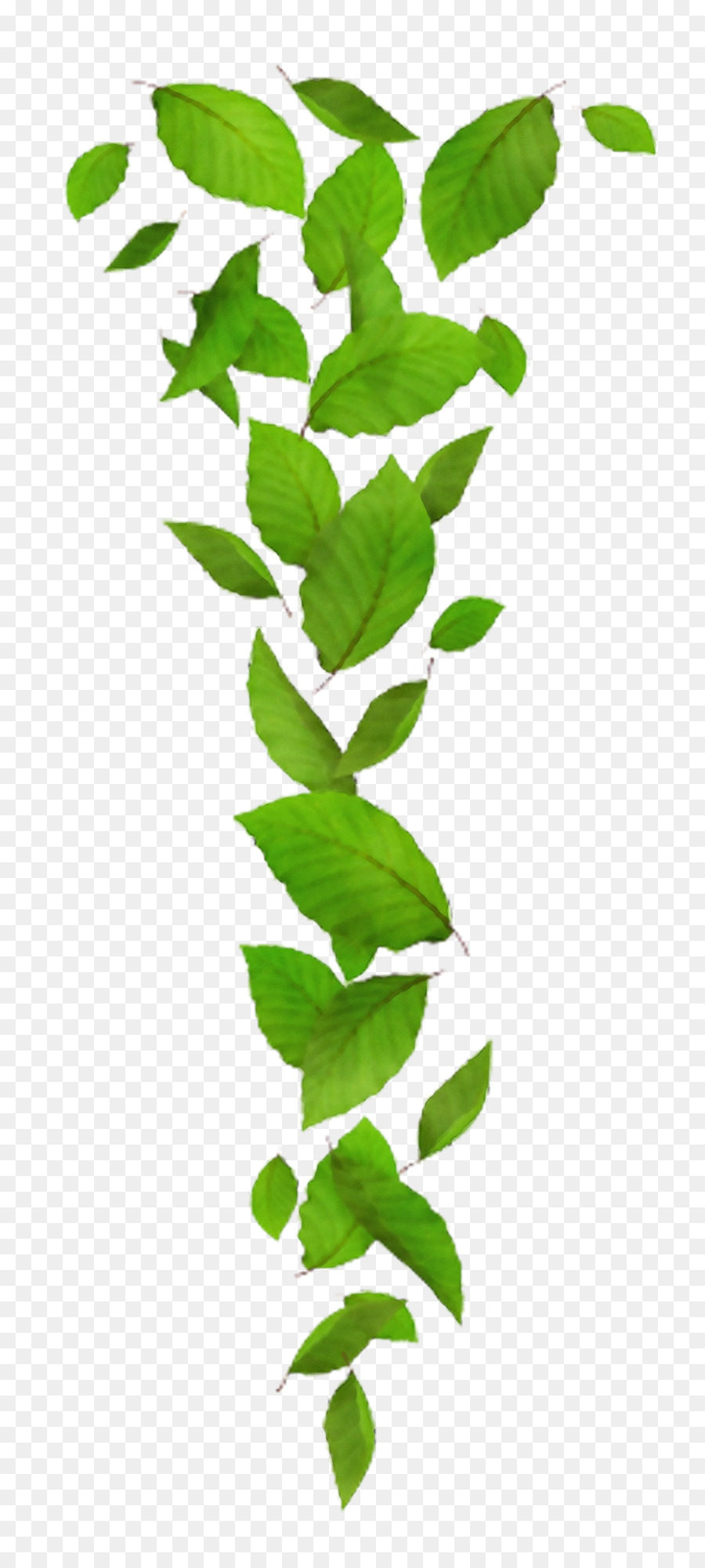 Planta De Haste，Folha PNG