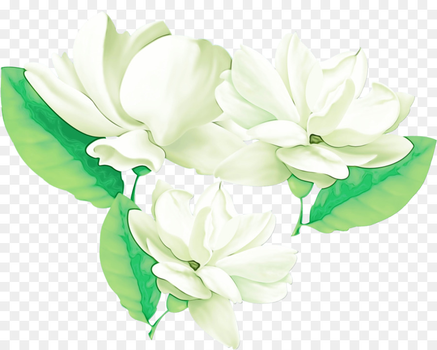 Gardenia，Design Floral PNG