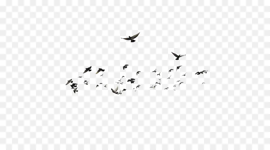 Aves，Migração De Aves PNG