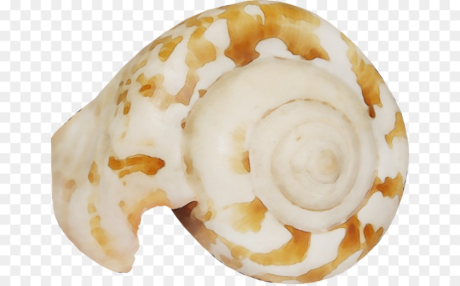 Nautilus， PNG