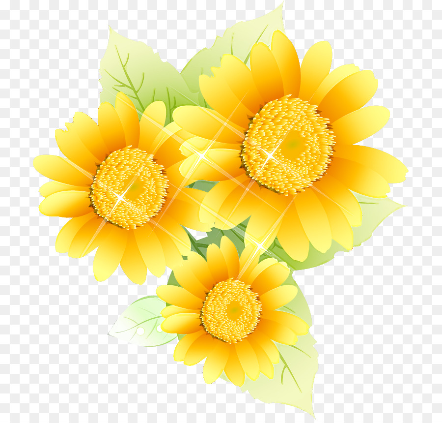 Design Floral，Transvaal Daisy PNG