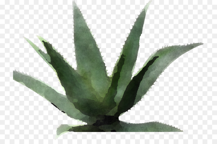 O Agave Tequilana，Agave Azul PNG