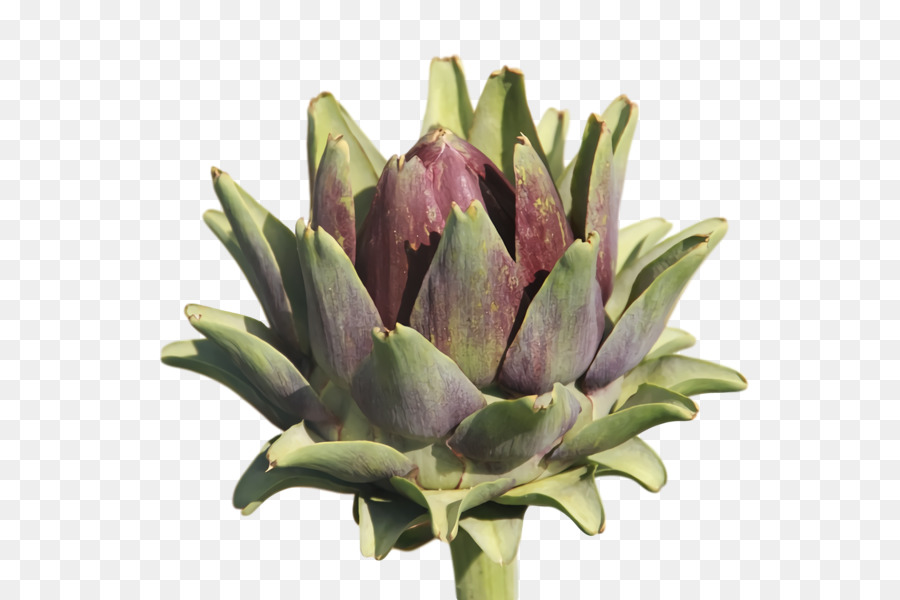 Alcachofra，Flores De Corte PNG