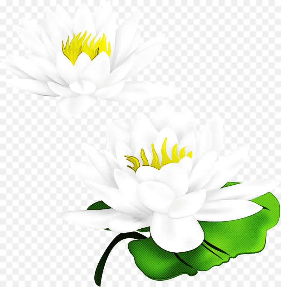 Plantas，Flor PNG