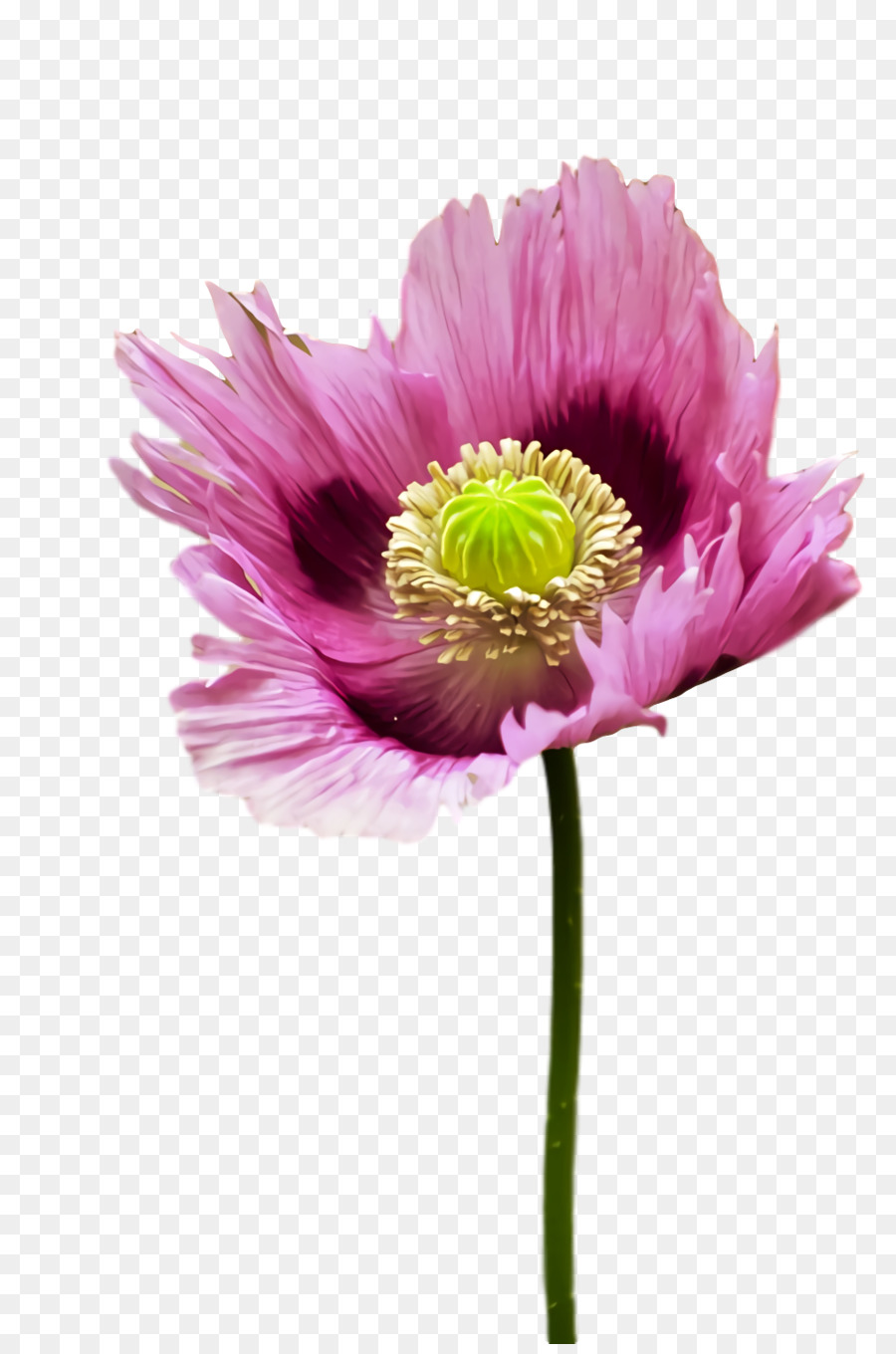 Flor Rosa，Tronco PNG