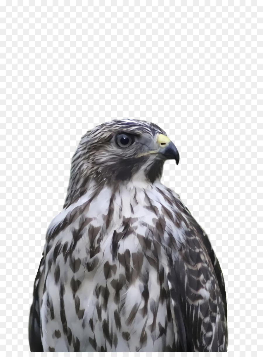 Hawk，Bútio PNG