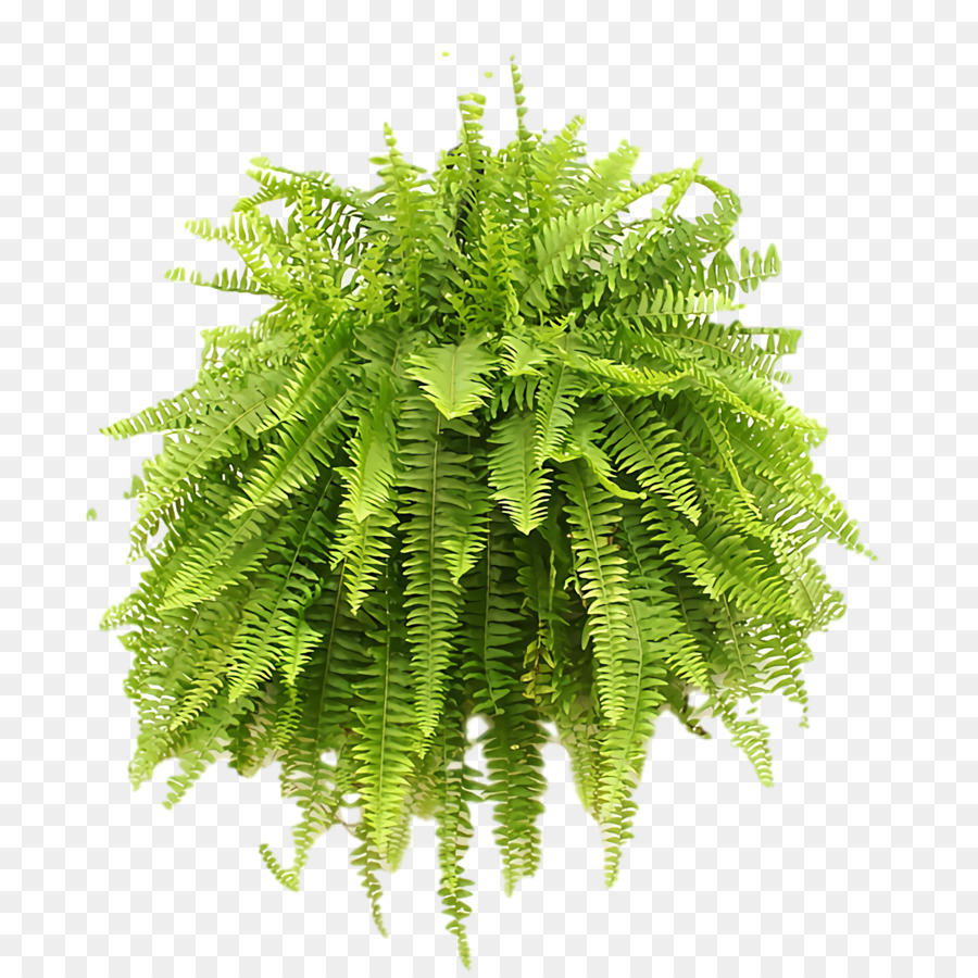 Fern，Avestruz Samambaia PNG