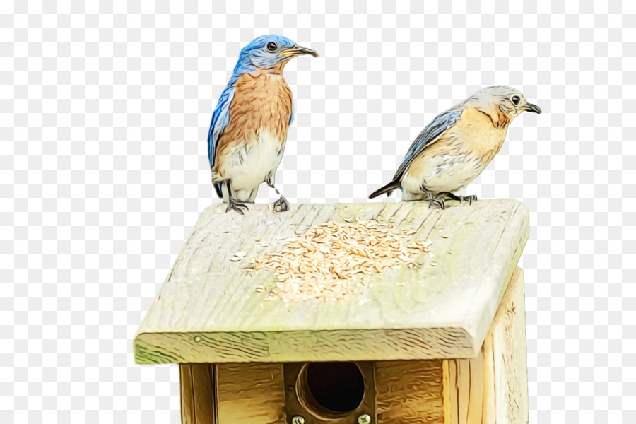 Alimento De Pássaro，Aves PNG