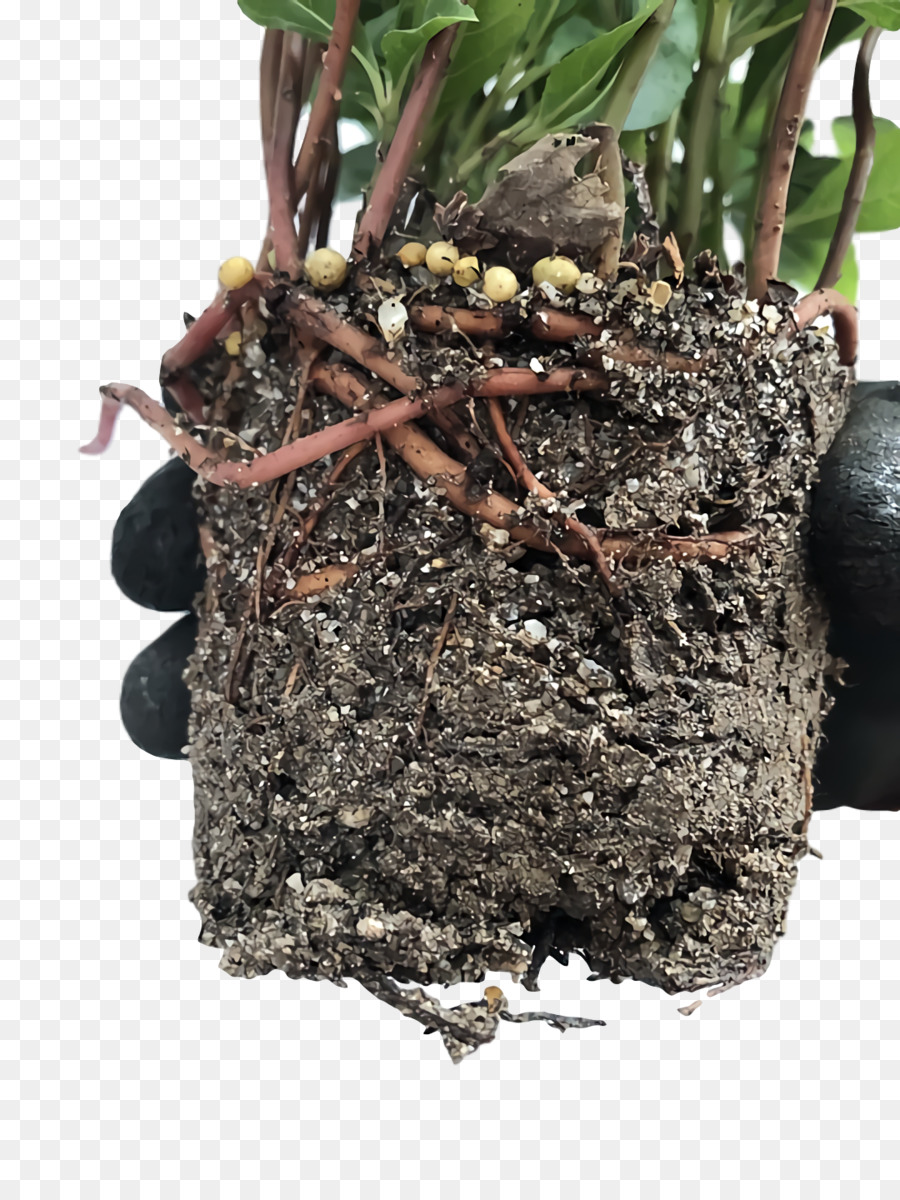 Feno Flowerpot，Soil PNG