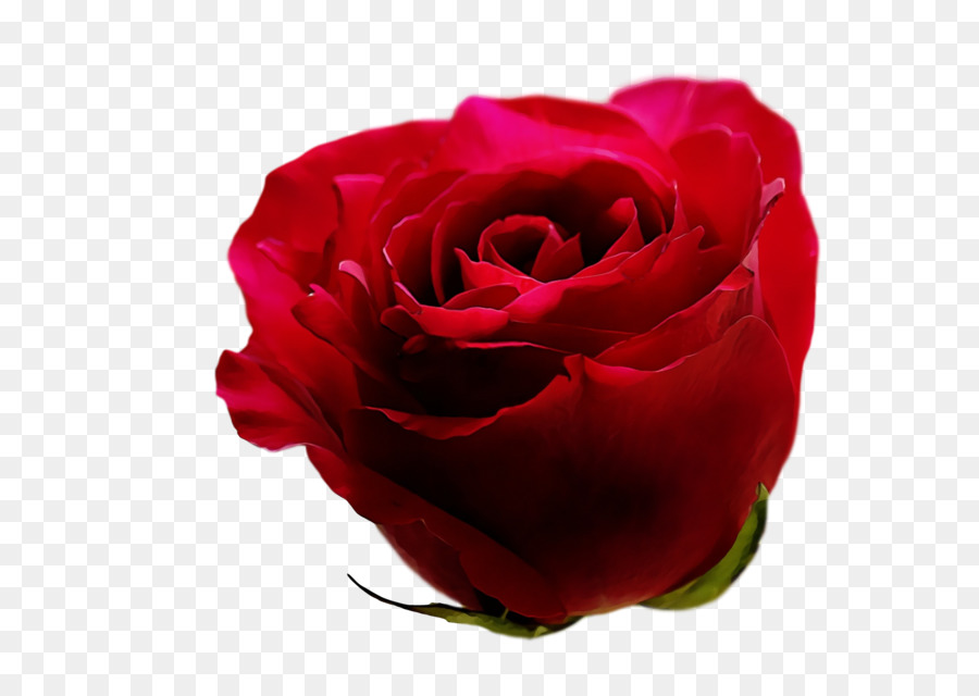 Rosas Vermelhas，Florescer PNG