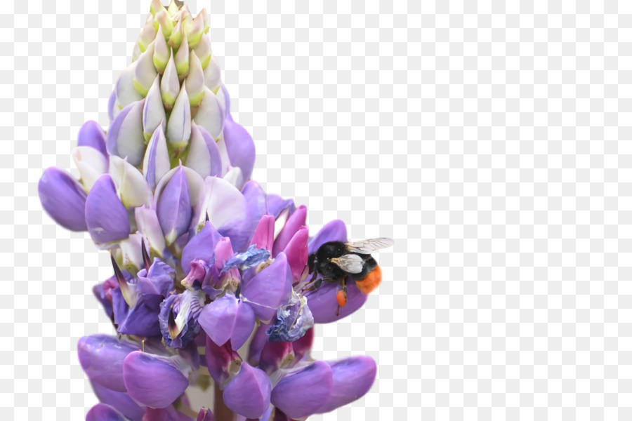 Bluebonnet，Alcatrão PNG