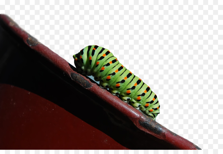 Caterpillar，Borboletas PNG