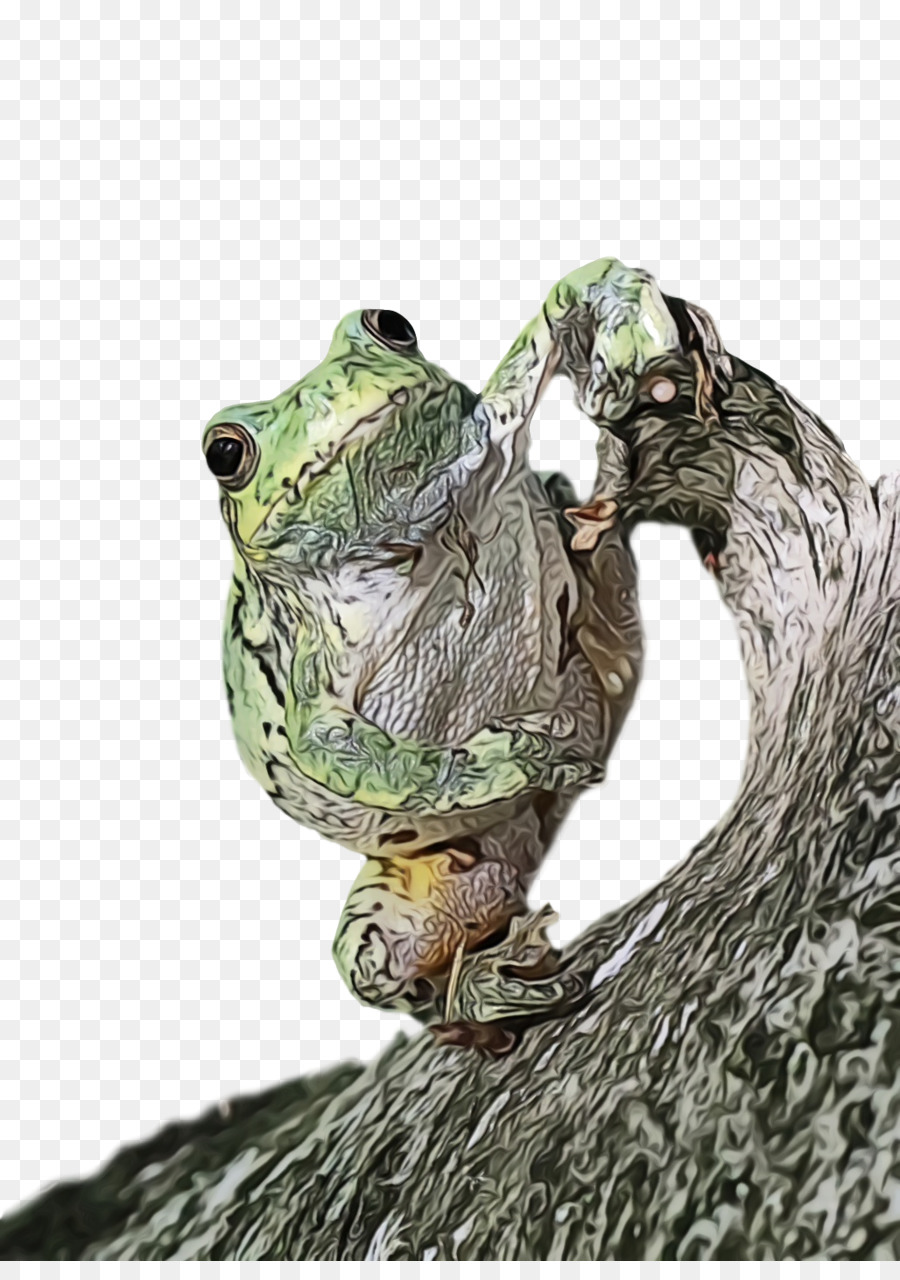 Répteis，True Frog PNG