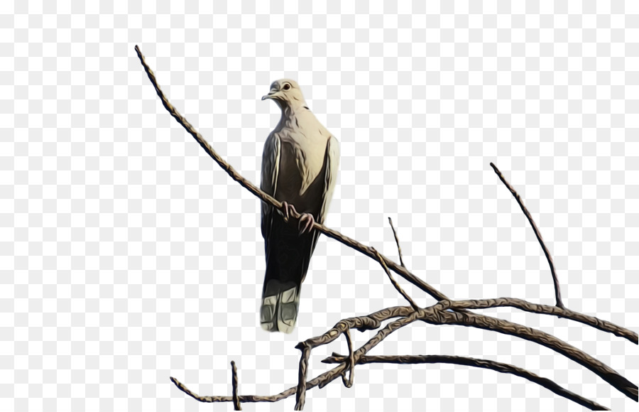 Hawk，Urubu PNG