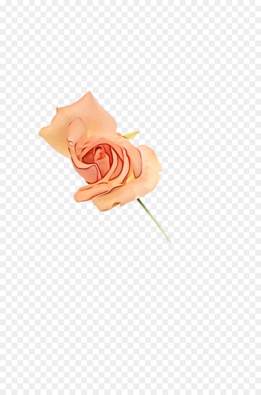 Coração Rosa Vermelha，Amor PNG