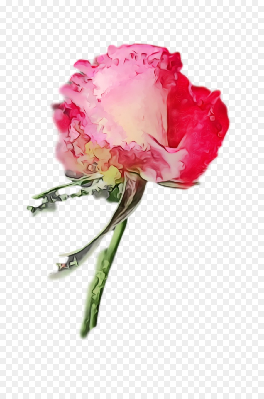 As Rosas Do Jardim Repolho Rosa Planta De Haste png transparente grátis