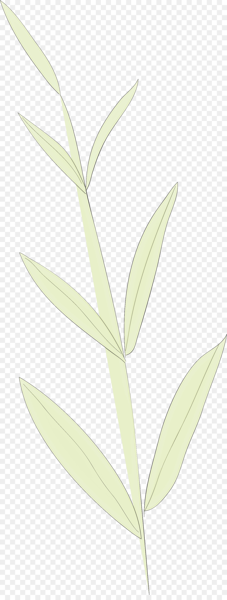 Planta Rosa，Folha PNG