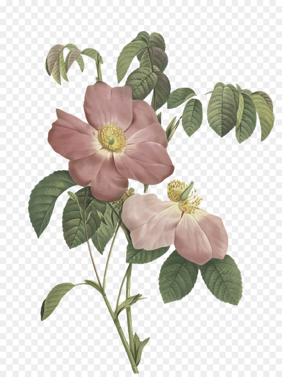 Repolho Rosa，Royaltyfree PNG