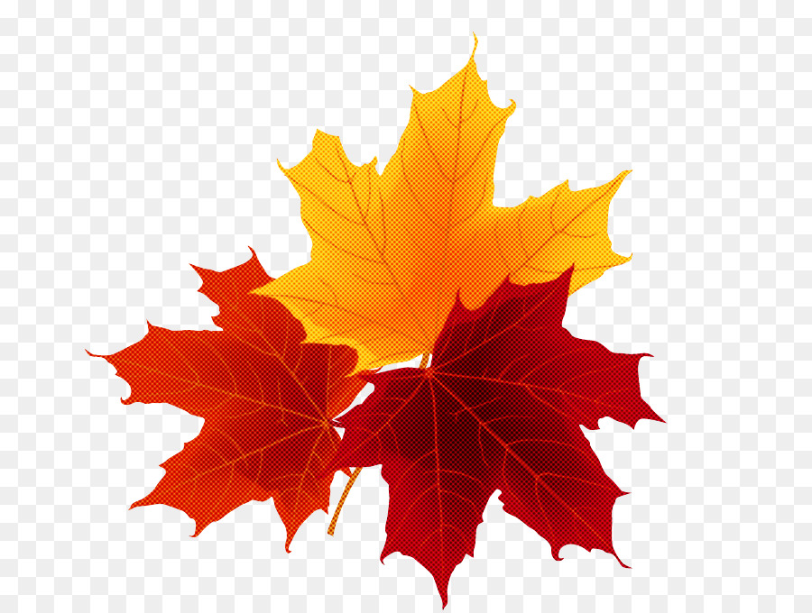 Maple Leaf，Folha PNG