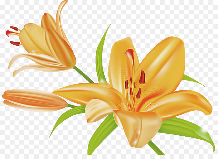 Madonna Lily，Laranja Hemerocallis PNG