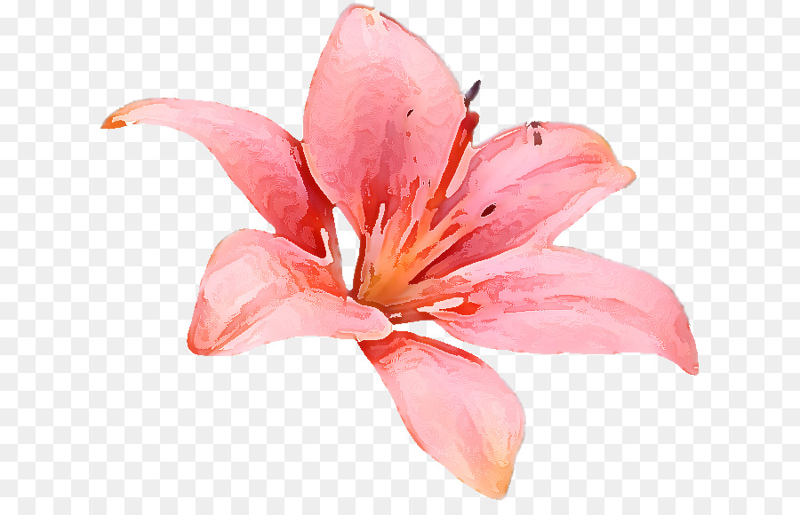 Lily，Design Floral PNG