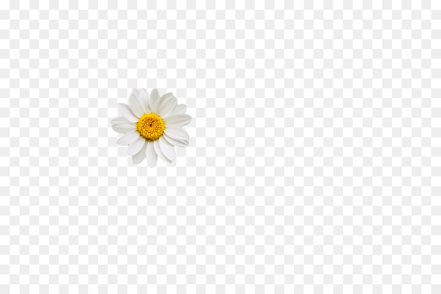 Oxeye Daisy，Crisântemo PNG