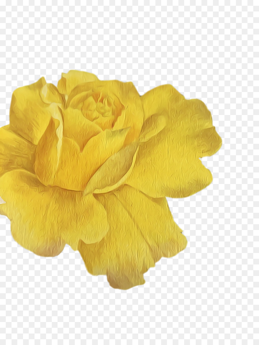 Amarelo，Rosa PNG