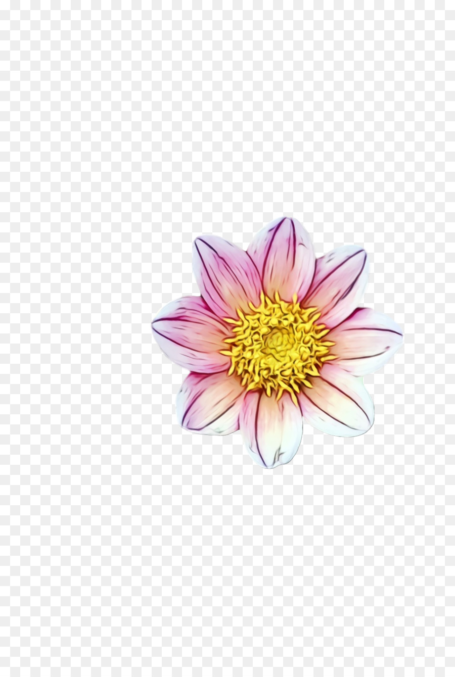 Dahlia，Crisântemo PNG