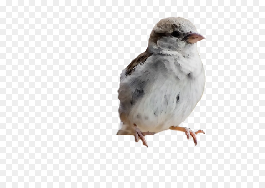 Pardal，American Sparrows PNG