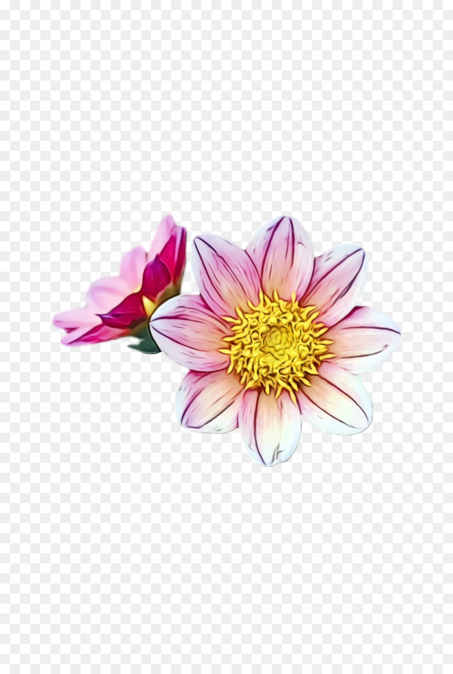 Dahlia，Crisântemo PNG