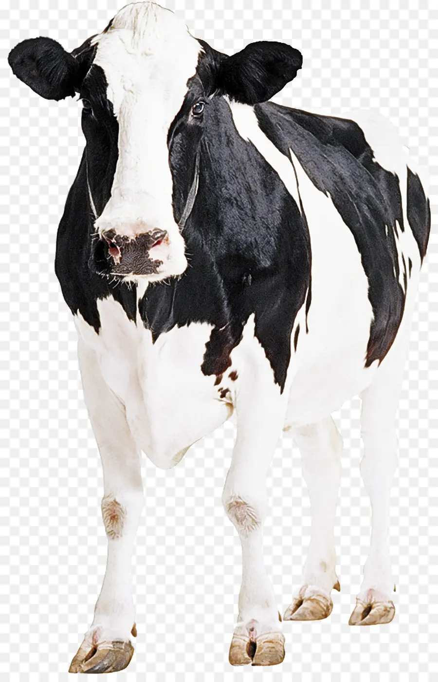 Holstein Frísia Gado，Cabra PNG