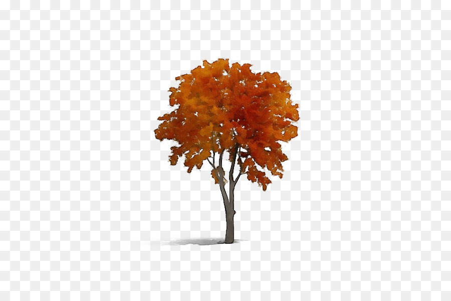 árvore，Outono PNG