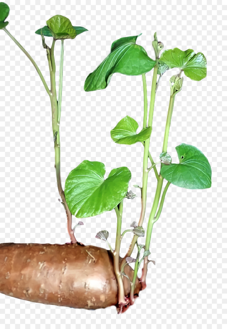 Planta De Haste，Folha PNG