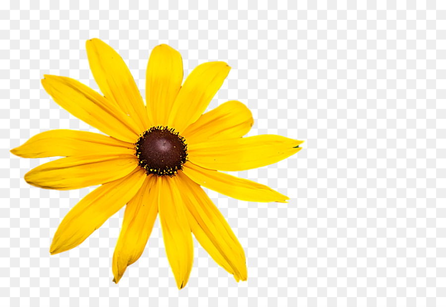 Girassol，Amarelo PNG