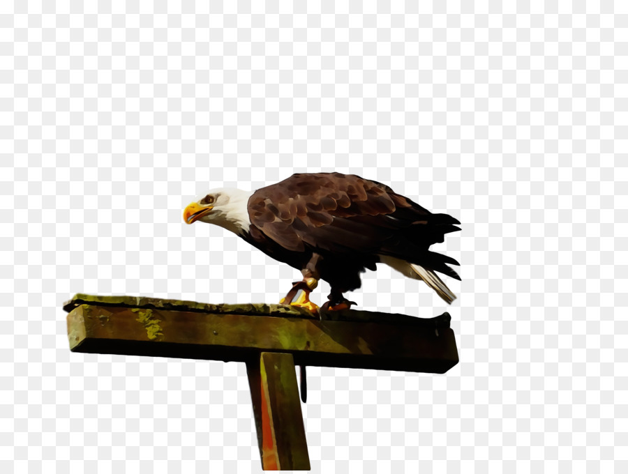 águia Careca，Hawk PNG