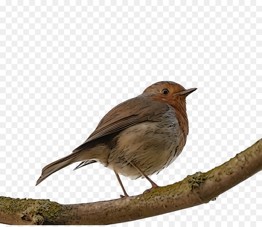 Comum Nightingale，Europeia Robin PNG