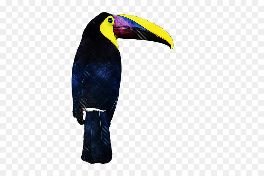 Tucanos，Aves PNG