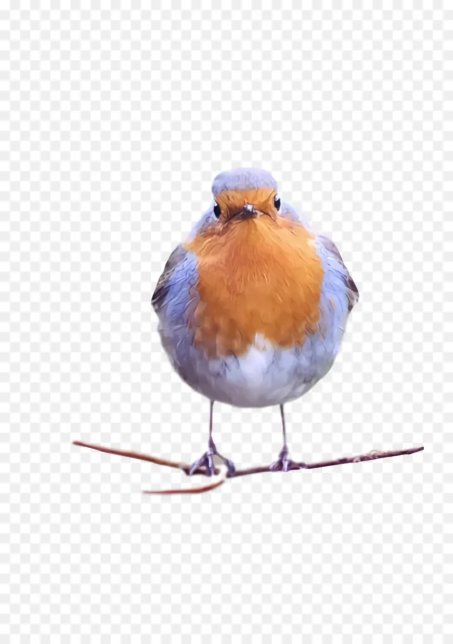 Aves，Europeia Robin PNG