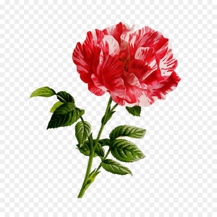 Flor Rosa，Flor PNG