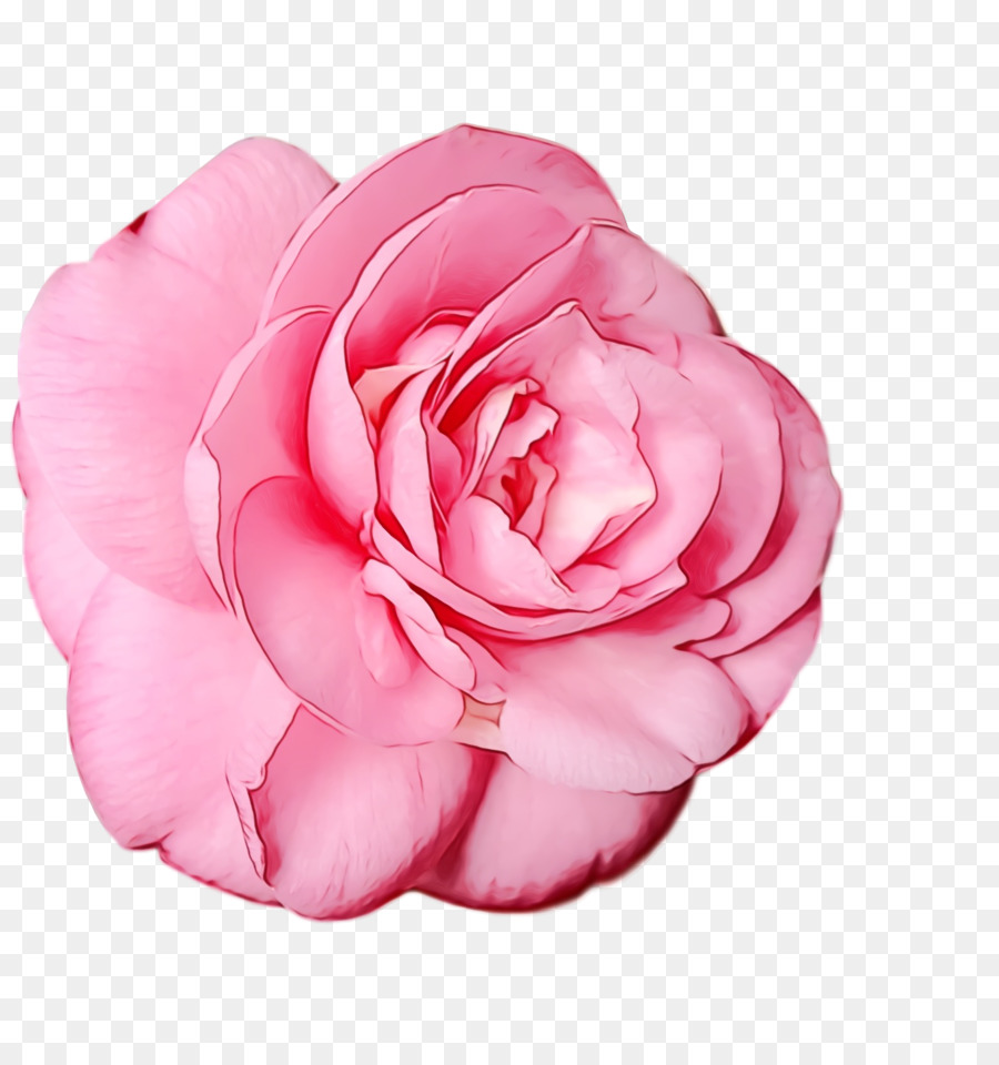 Rosa Rosa，Florescer PNG