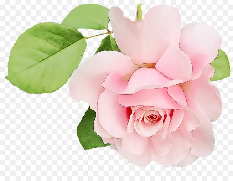 Flores Brancas，Florescer PNG