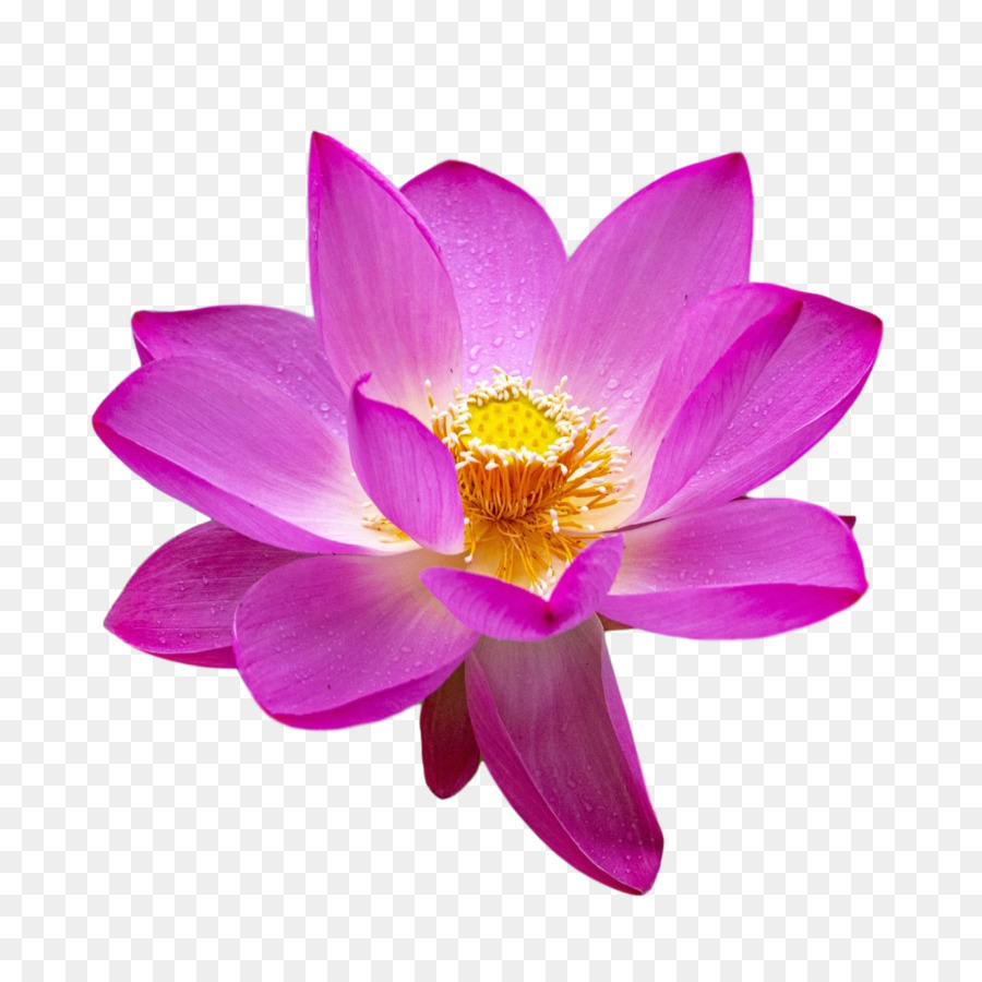 Lótus Rosa，Florescer PNG