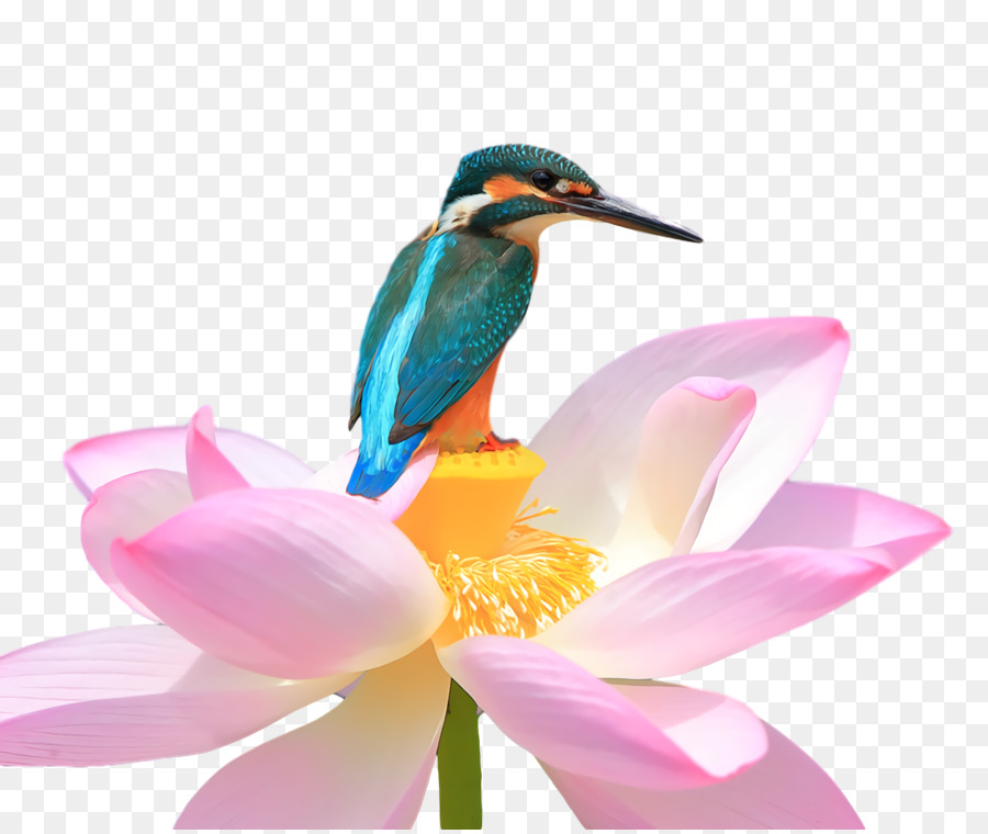 Os Beija Flores，Bico PNG