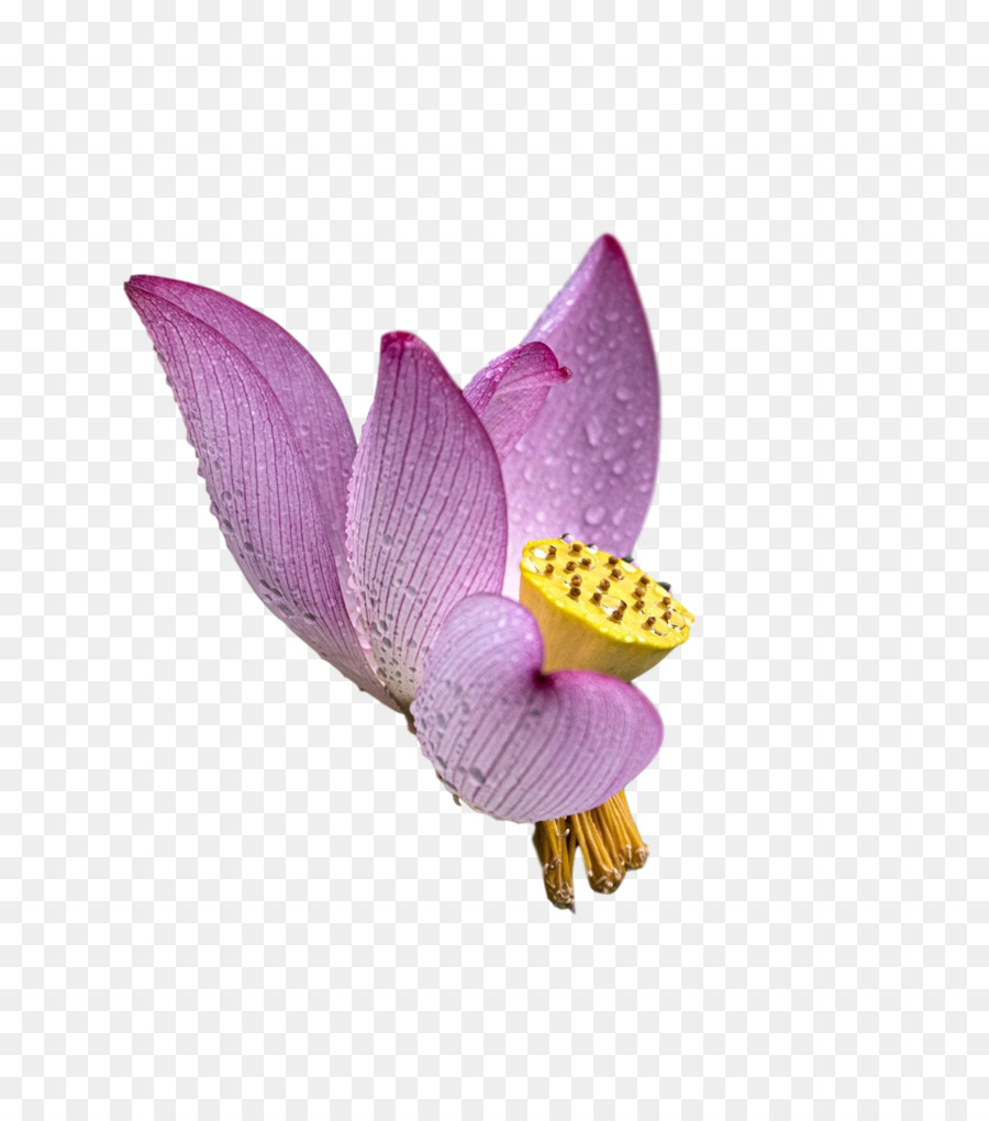 Traça Orquídeas，Roxo PNG