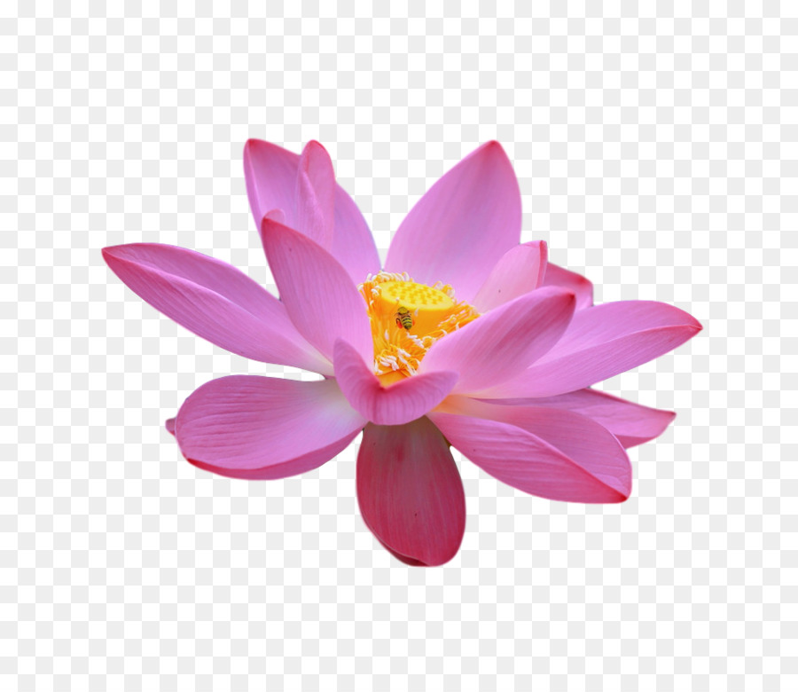 Lótus Rosa，Florescer PNG