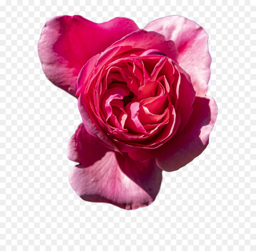 Rosa Rosa，Florescer PNG