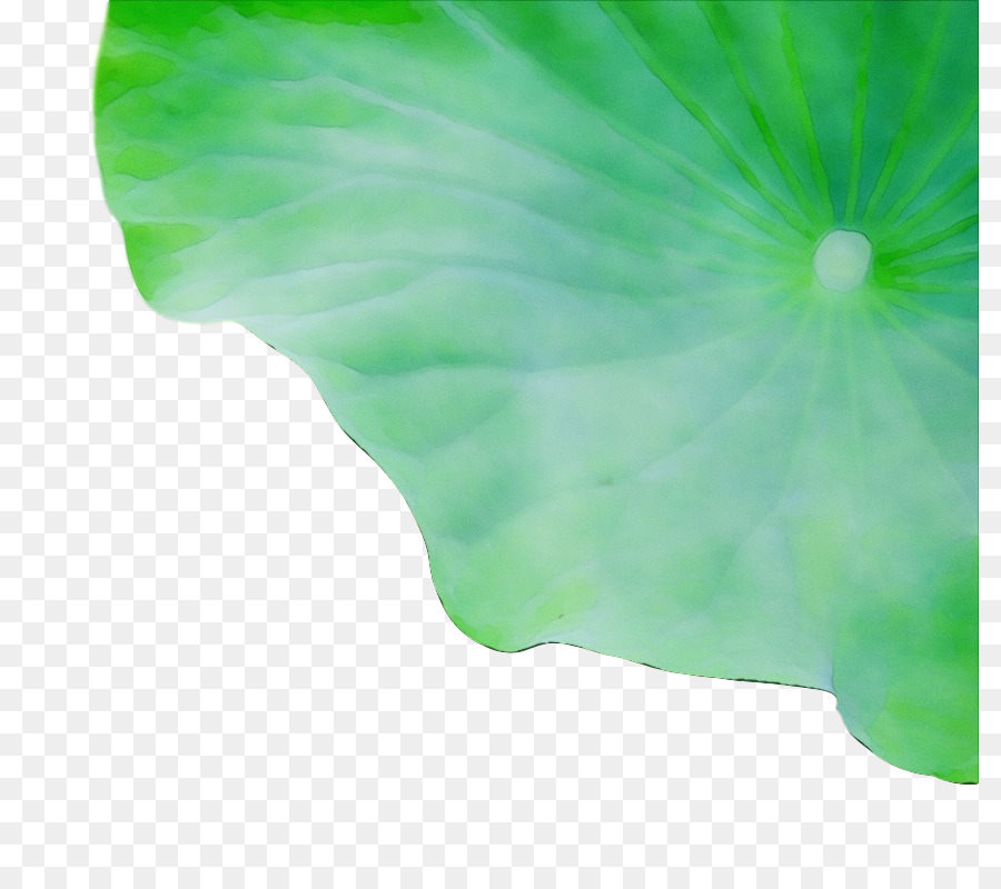 Lily Pad，Água PNG