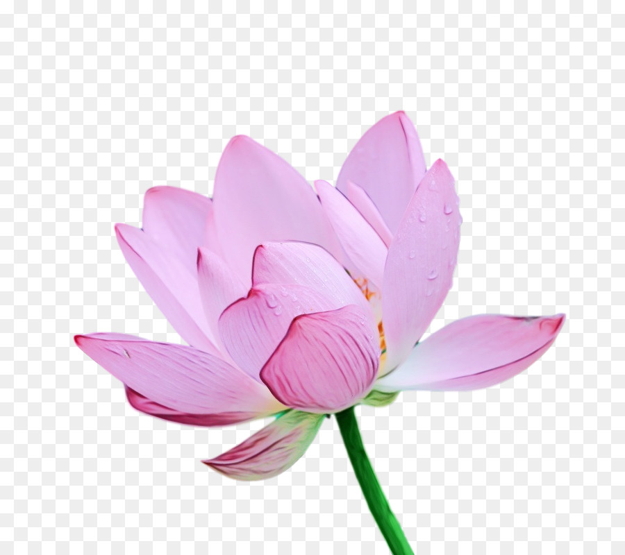 Lótus Rosa，Florescer PNG